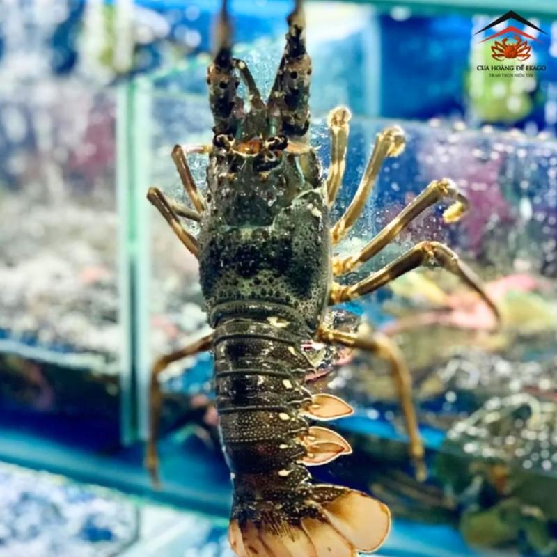 Một quầy bán tôm hùm xanh tươi ngon tại chợ hải sản, tôm hùm xanh giá bao nhiêu